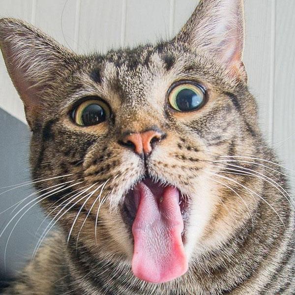 超音速的猫